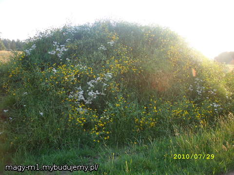 a na wykopanym piasku juz rosnie trawka heh