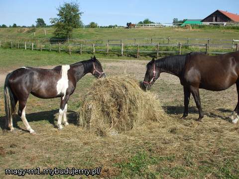 a te Żarłoki skosza te chaszcze co porosły bardzo szybko:)) o ile los bedzie...