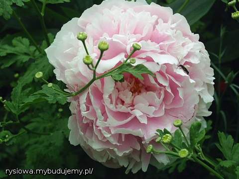 peonia