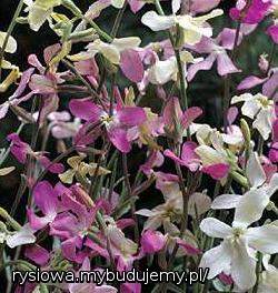 maciejka pachnąca wieczorową porą