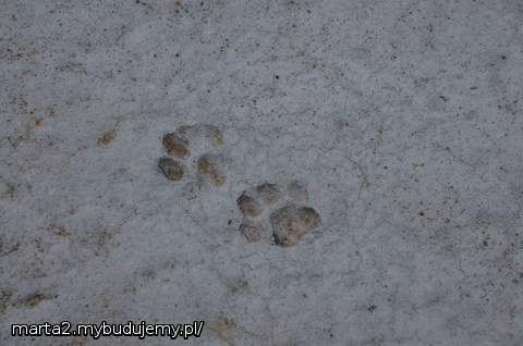Łapka na szczęście odciśnięta w fundamencie :)