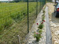 początek różanej rabatki