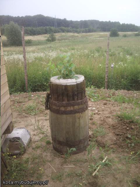 hortensja czeka na wsadzenie do ziemi
