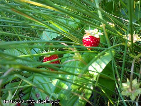 poziomki 25 m od działki