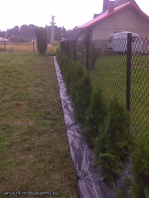 thuja shmaragd