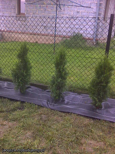 thuja shmaragd