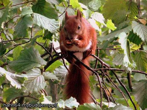Leszczyna przed domem to moje utrapienie. Żebym chociaż orzechów się z niej doczekała. Niedoczekanie...