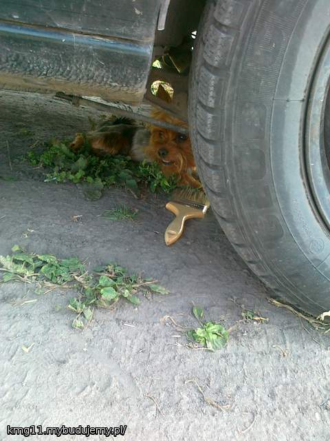 Nawet piesiuniowi podoba się robota na działce :)