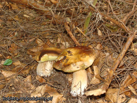 grzybki prawdziwe prawdziwki ;)