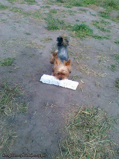 piesiunio dalej pomaga :)