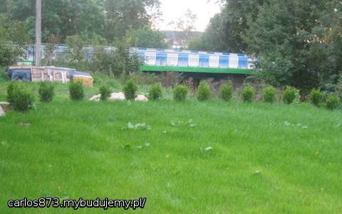 TUJE  ROSNĄ,TRAWKA ROŚNIE  -TYLKO NIEMA KOMU JEJ SKOSIĆ ;)