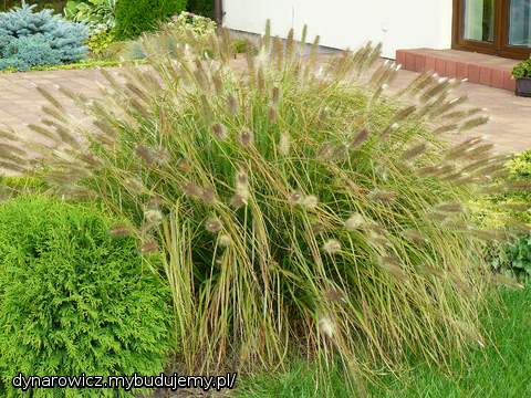 Rozplenica japońska bardzo się rozrosła:)