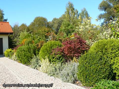 Przy podjeździe .... troszkę się maleństwa rozpanoszyły :)))