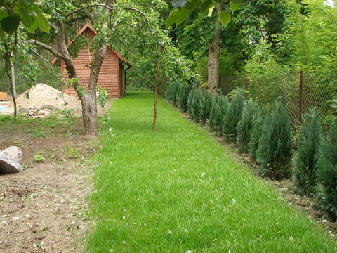 Zagospodarowany kawałek działki - zieleń