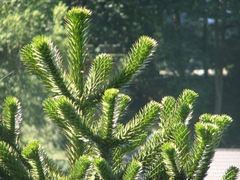 marzenie mojego męża..