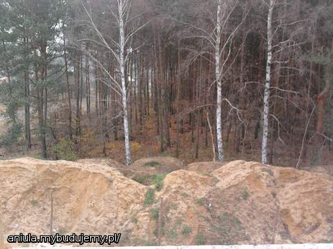 Widok z sypialni na las.