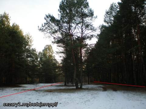 drzewo niczym para zakochanych na końcu polany, to ciekawe, że dalej takich podwójnych drzew jest więcej, jak na ironię, żeby w miłości tak dobrze się działo;)