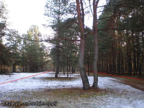 para drzew...