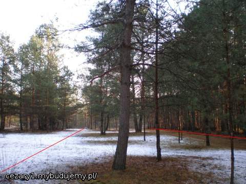kilka sosen pozostawionych po karczowaniu..