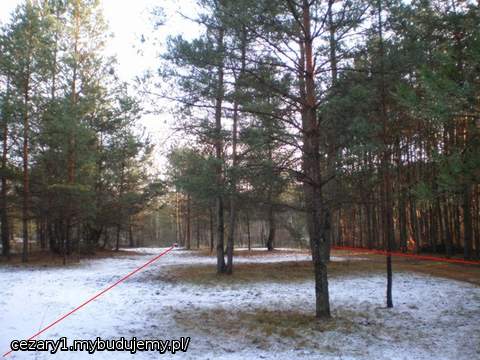 powoli zbliżamy się do dębu samotnika, aż dziw, że taki wyrósł na ubogich i zakwaszonych glebach bielicoziemnych...