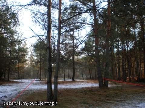 jeszcze dwie pary sosen dzielą nas od dębu samotnika, chyba go jakoś nazwę, już wiem, Filip/Fifi ku pamięci pewnego chłopca