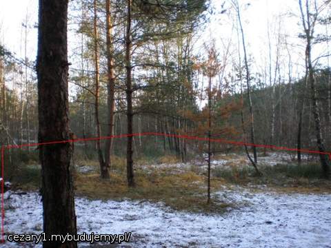 tam gdzie te dwie sosny bardziej po lewej jest już obniżenie terenu o około 1,5m, zakupiłem niwelator laserowy, gdy mi go przyślą, to pobawię się i sprawdzę różnicę poziomów terenu. bagienko, bo tak je pieszczotliwie nazywam gości różne leśne zwierzęta z wizytą np. zajączki, dziki, sarenki, mam nadzieję po zbudowaniu domu mieć możliwość obserwować je na żywo:)