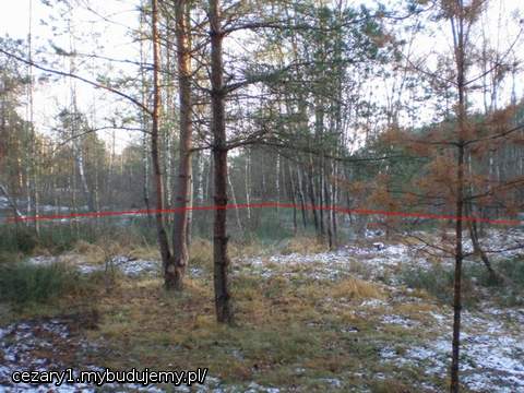 zbliżamy się do środka bagienka i zarazem końca działki