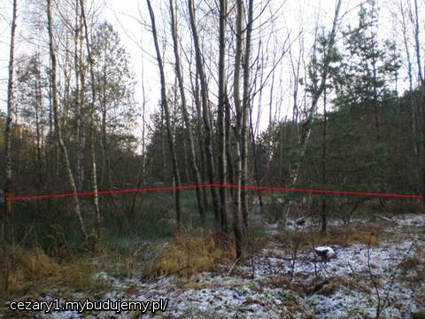 bagienko porastają w większości turzyce, a z drzew to z rzadka sosny, sporo brzózek i chyba topole tudzież osiki, gdy robiłem przecinkę drzew, było kilka brzózek uschłych, zasuszonych jak to na terenach podmokłych