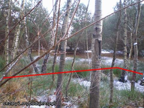 no i doszliśmy do końca działki, za tą linią drzew, którą zarysowuje cienka czerwona linia jest maksimum obniżenia terenu, środek bagienka i tam po deszczach robi się małe oczko wodne, niestety tak małe, że w chwili maksymalnej obfitości wody stanowi tylko wylęgarnię komarów i nic więcej:) linia drzew za czerwoną kreską, to już działka sąsiednia granicząca z moją od tyłu, tam teren podnosi się do góry, natomiast bagienko jeszcze jest podobnie głębokie sąsiada po lewej stronie i potem jest podniesienie terenu, natomiast po prawej stronie ciągnie się swoim obniżeniem około kilometra opasując od tyłu kilka działek sąsiednich, ponoć kiedyś płynął w tych okolicach strumyk, miejscowi mówią na to 