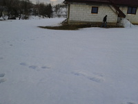 Odwiedziny niedźwiadkowej z młodym ślady na śniegu :D