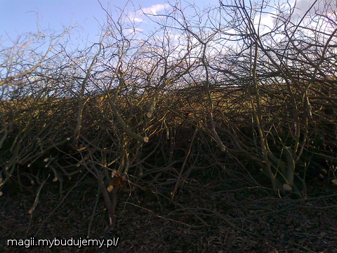 A był taki mały krzaczek.