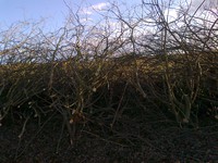 A był taki mały krzaczek.