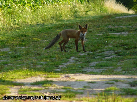 Chodzi lisek koło drogi:)))