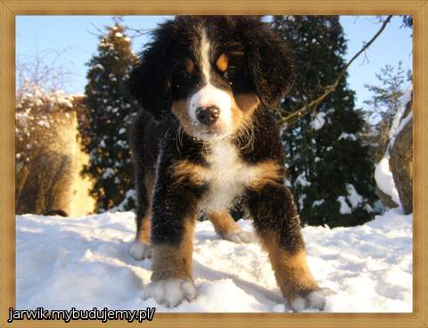 nowy członek rodziny