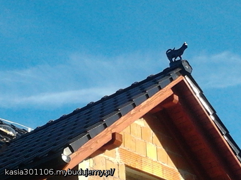 No i oczywiście  nasz kot