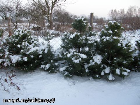 Ogród zdj.3
