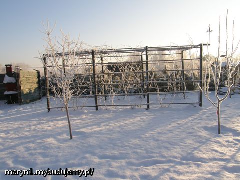 Ogród zdj.9