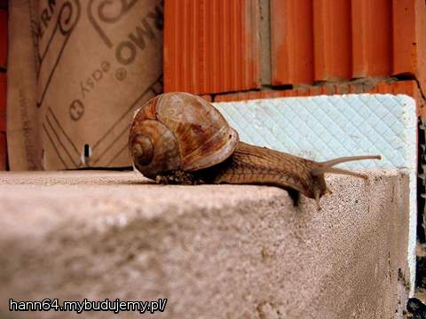 Gość w dom... Oby to nie był jakiś znak co do tempa budowy:-)