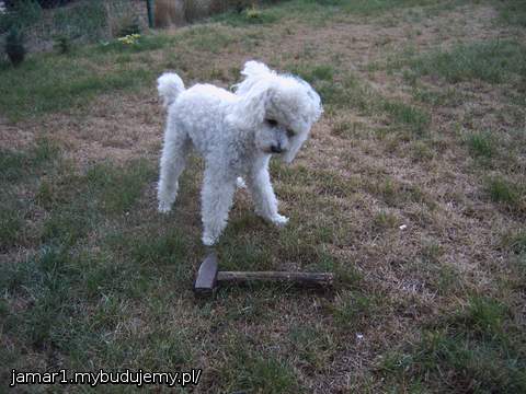Na każdym etapie budowy mam wiernego pomocnika