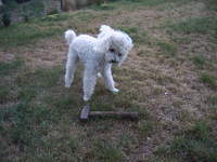 Na każdym etapie budowy mam wiernego pomocnika