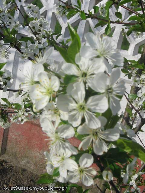 Kwiaty Wiśni.