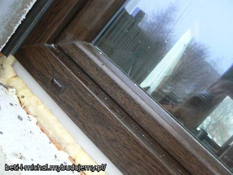 trochę brudne ale kolor widać - dąb bagienny