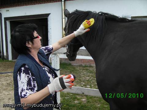 MAMUSIA CZYSCI JANTARKA