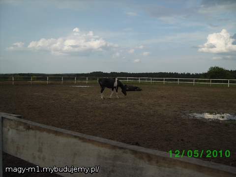A TAK SIE KONIKI ODWDZIĘCZAJA ZA CZYSZCZENIE;) TARZANKO...