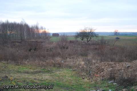 Krzaki kilka dni po zakupie.