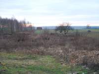 Krzaki kilka dni po zakupie.