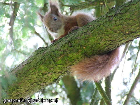 wiewiórka