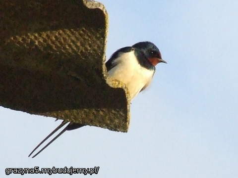 jaskółka