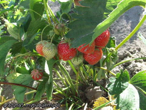 truskawki