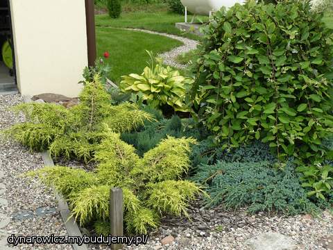 Nasadzenia przy garażu - stan w miarę aktualny:)
